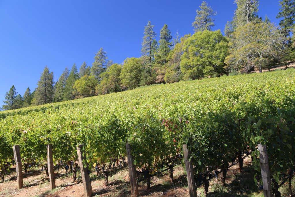 Abreu Vineyards - The Napa Wine Project