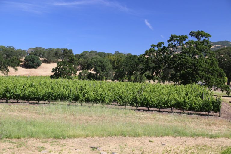 Altamura Winery - The Napa Wine Project