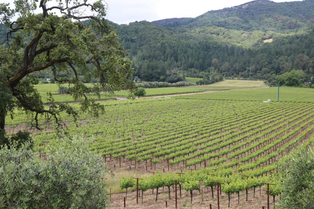 Inglenook Estate - The Napa Wine Project