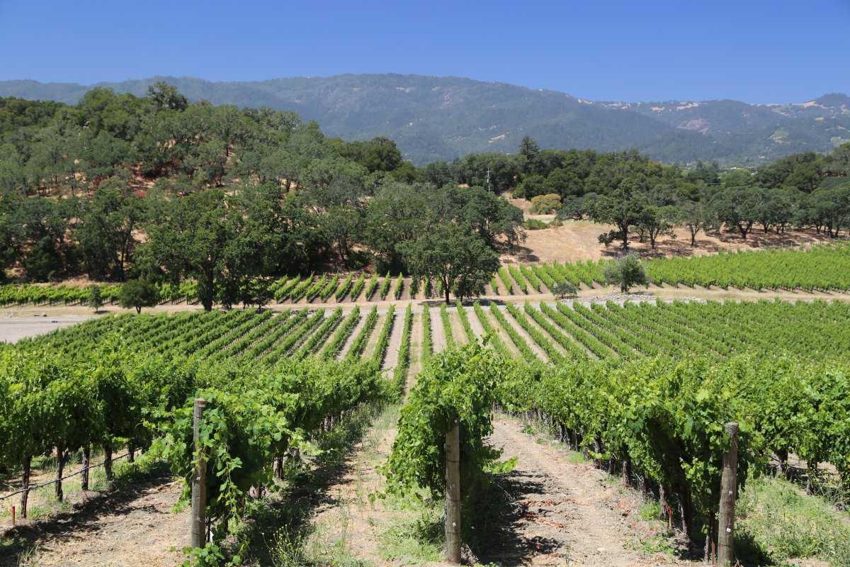 LVMH buys iconic California winery Joseph Phelps - MarketWatch