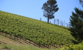 Lampyridae Vineyards