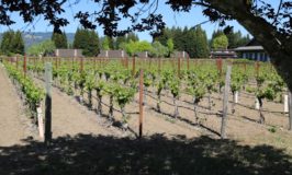 Leo Joseph Estate Cellars