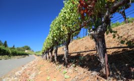 Peacock Family Vineyard