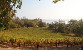 Philip Togni Vineyard