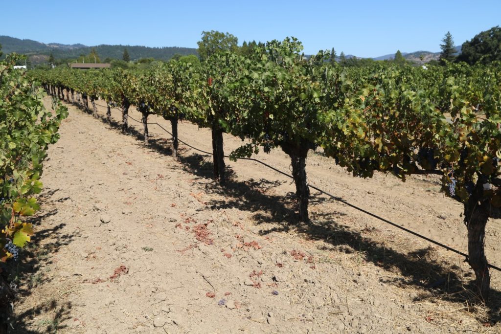 Redmon Wines - The Napa Wine Project