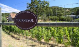 Tournesol Wine