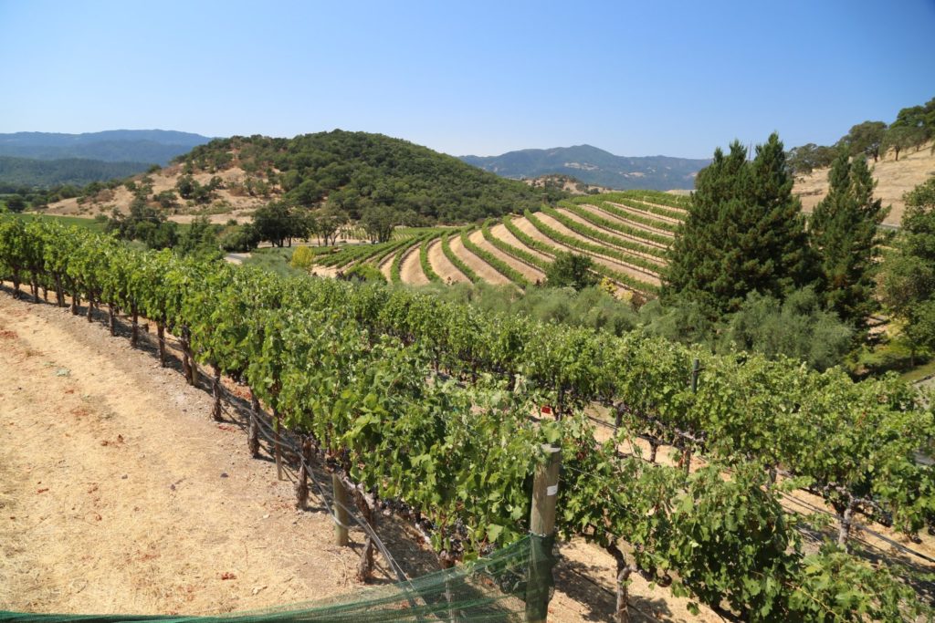 Vine Cliff Winery - The Napa Wine Project