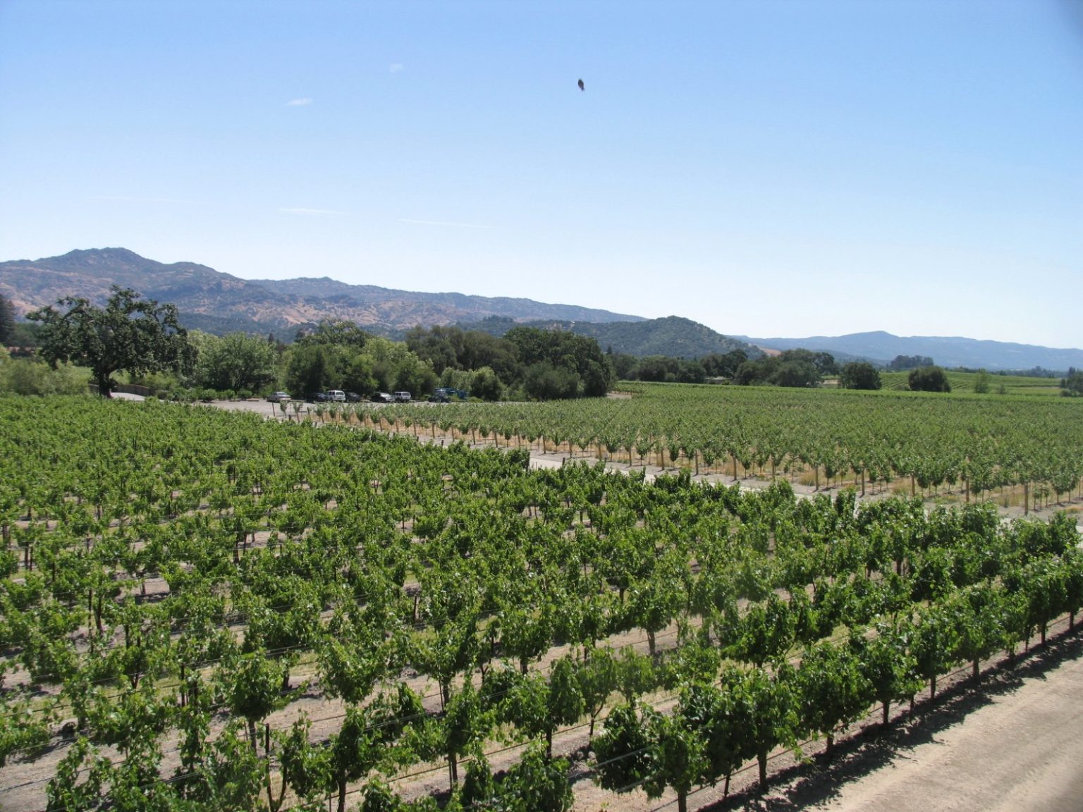 Dominus Estate - The Napa Wine Project