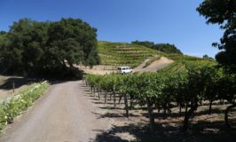 Marston Family Vineyard