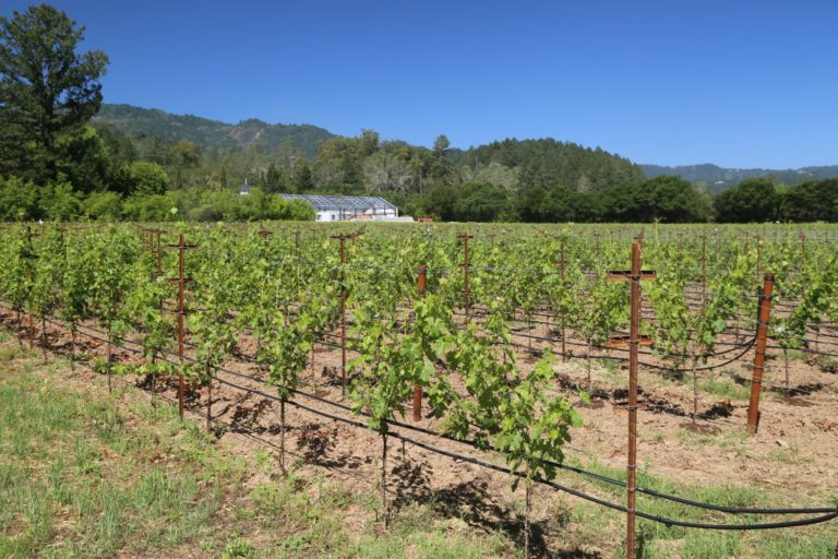 Sinegal Estate - The Napa Wine Project