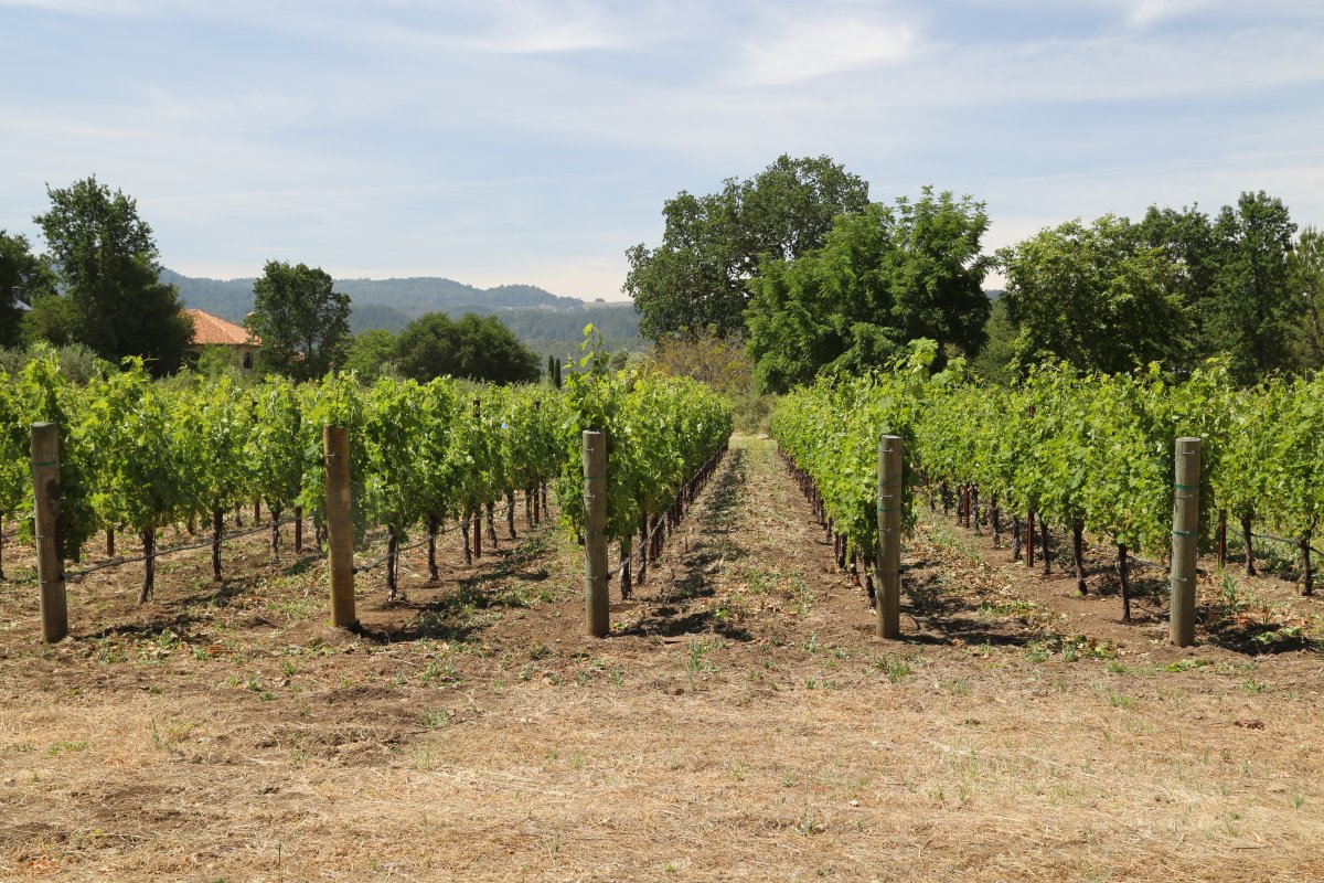 The 2009 Napa Valley Cabernets At Age 10 (Jul 2019) Vinous, 40% OFF
