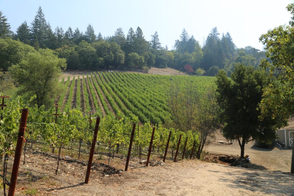 Knighton Family Vineyards - The Napa Wine Project