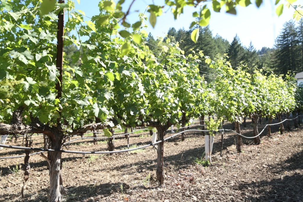 AXR Napa Valley - The Napa Wine Project