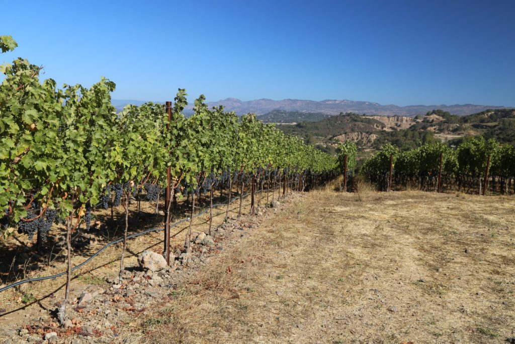 PerUs Wine - The Napa Wine Project