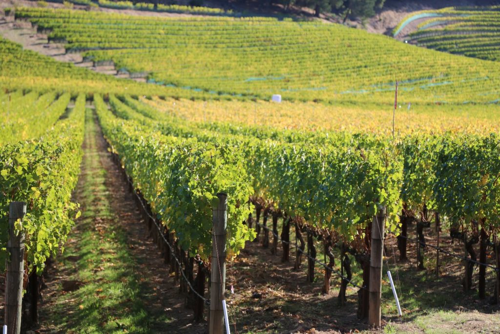 Abreu Vineyards - The Napa Wine Project