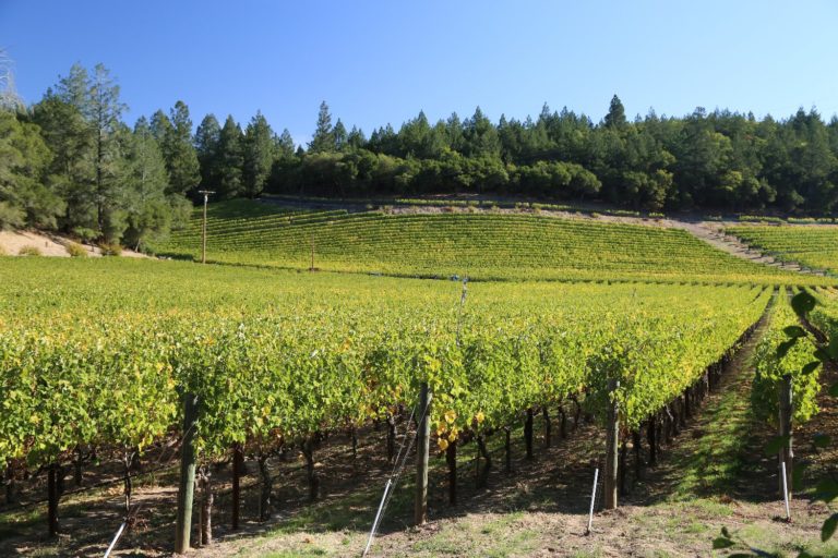 Abreu Vineyards - The Napa Wine Project