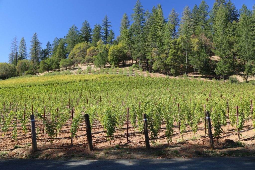 Abreu Vineyards - The Napa Wine Project