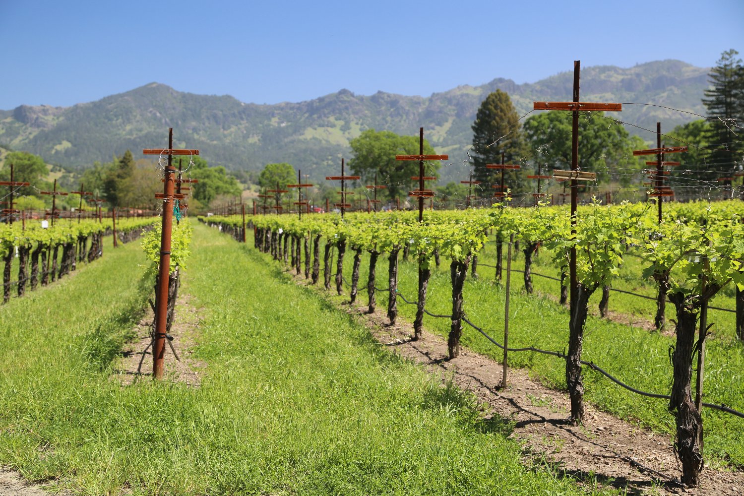 File:Vineyard near Szurdokpuspoki.jpg - Wikipedia