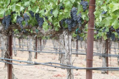 Rewa Vineyards - The Napa Wine Project