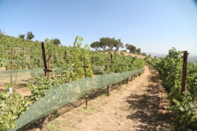 Hossfeld Vineyards