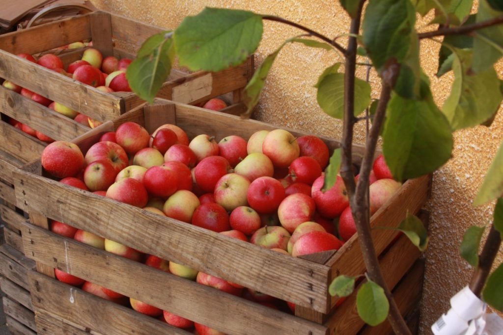 research paper on wine production from apple