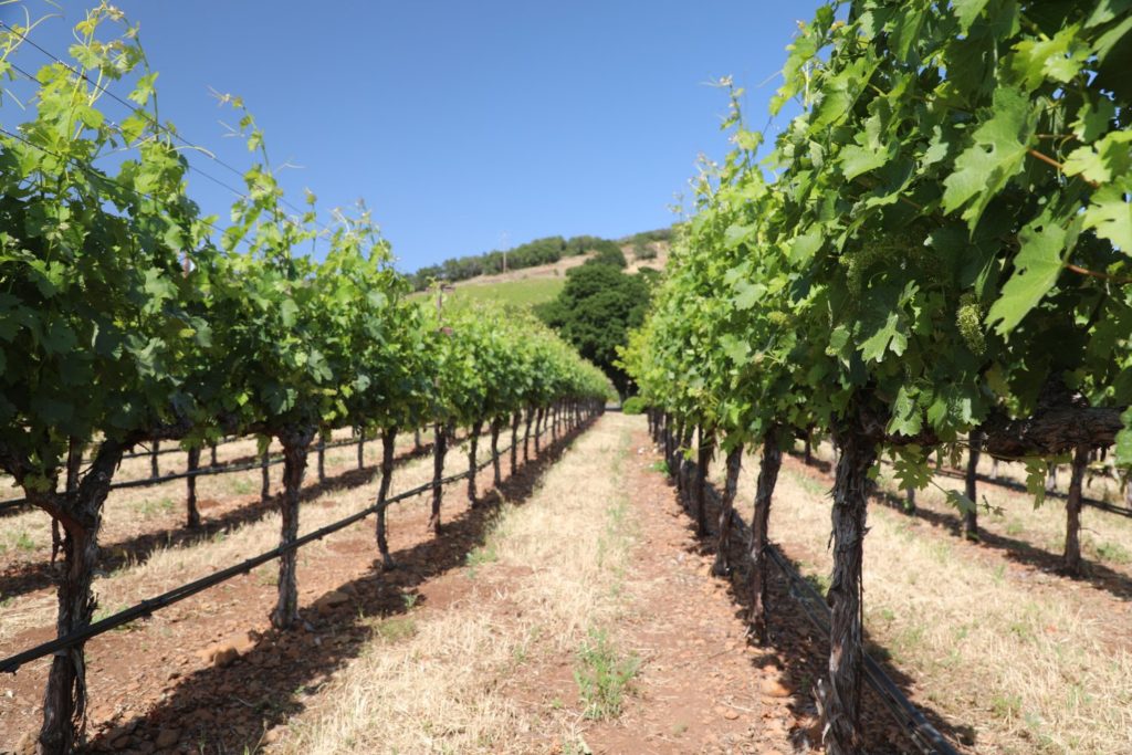 The Napa Wine Project