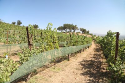 Hossfeld Vineyards