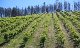 Highest Elevation Vineyards, Napa Valley